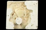 Fossil Crab (Potamon) Preserved in Travertine - Turkey #121377-2